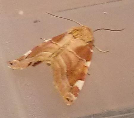 Cosmia diffinis